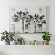 Calathea Plant Dark Green 50cmh – thumbnail