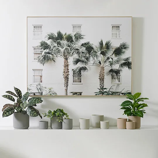 Calathea Plant Dark Green 50cmh
