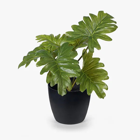 Philodendron Selloum in Pot Green 15cmh