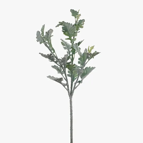 Dusty Miller Spray Grey Green 71cml