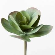 Kalanchoe Flapjack Artificial Succulents 15cml