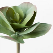 Kalanchoe Flapjack Artificial Succulents 15cml