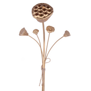 Ronis Lotus Pod Bundle 57cm Gold