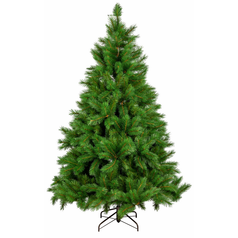 New Colorado Spruce Tree 240cm 8ft