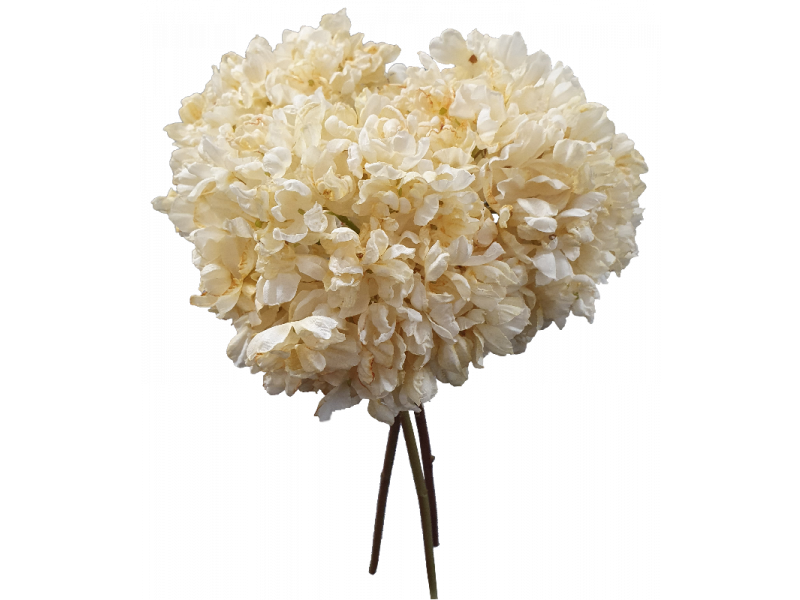 Hydrangea Bundle x3 (Cream)
