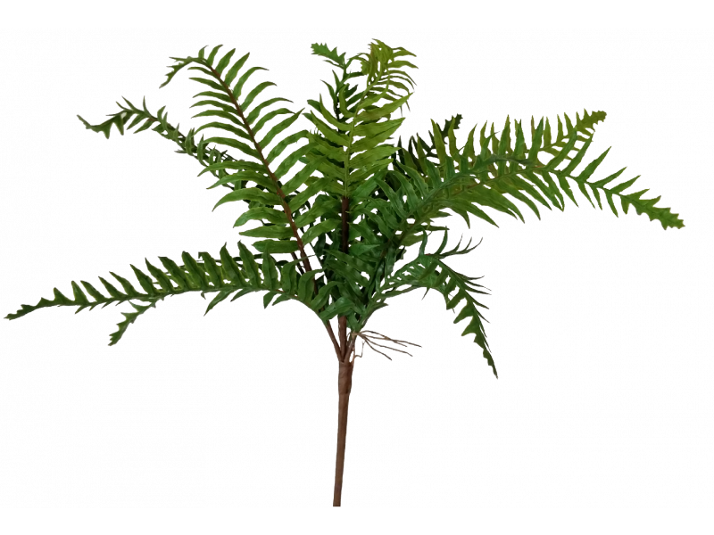 Blechnum Fern Spray