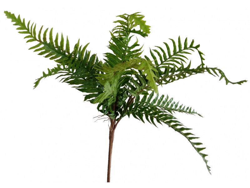 Blechnum Fern Spray