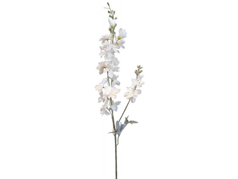 Delphinium White