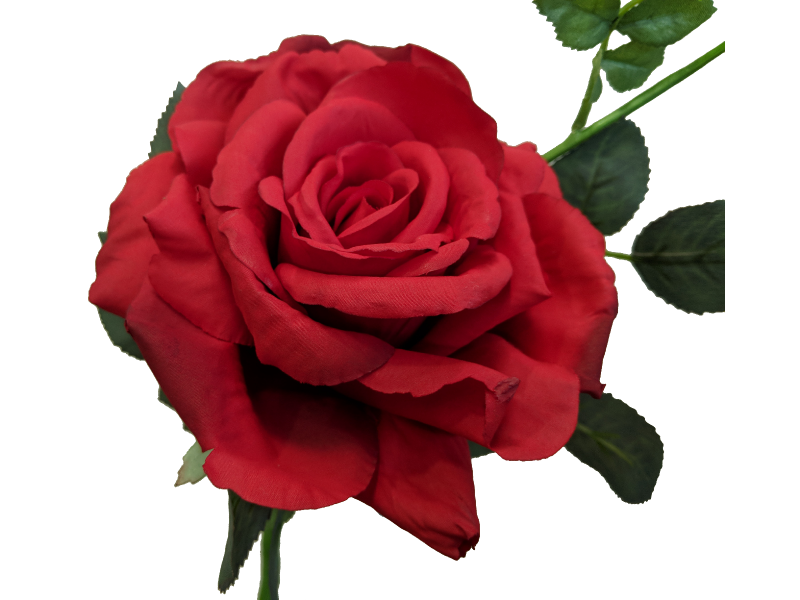 Quiannie Red Rose (35cm) Valentine