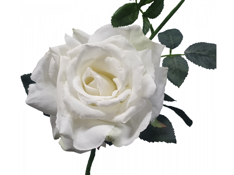 Quiannie White Rose (35cm)