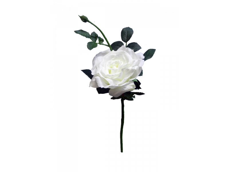 Quiannie White Rose (35cm)
