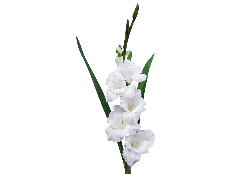 Gladiolus White (84cm)