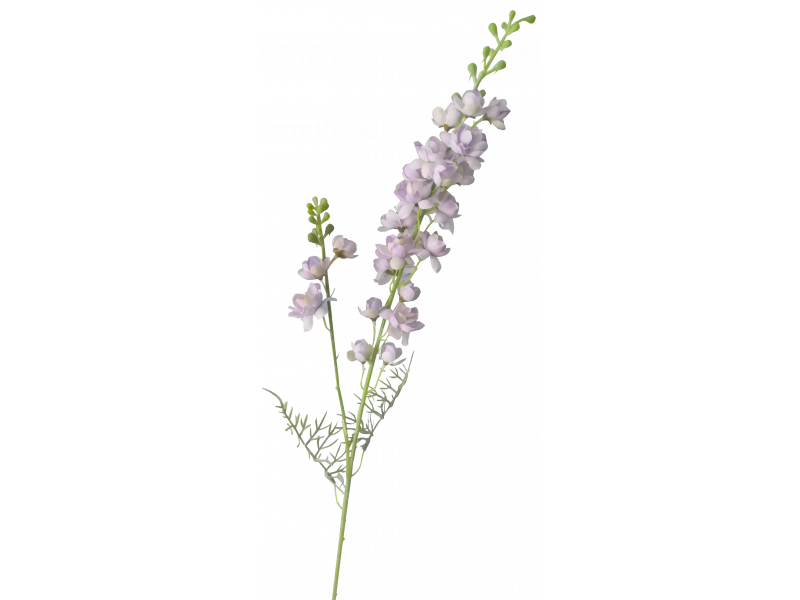 Delphinium Lavender