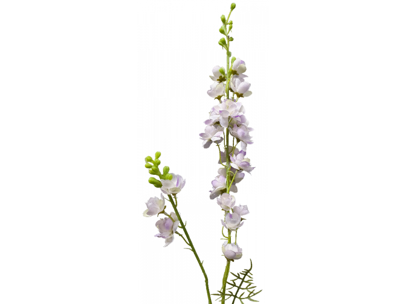 Delphinium Lavender