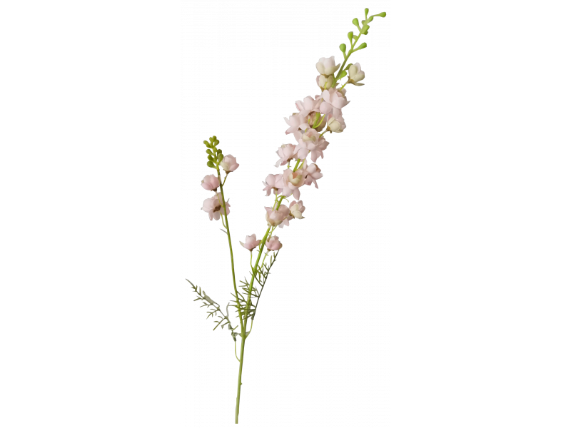 Delphinium (Pink)