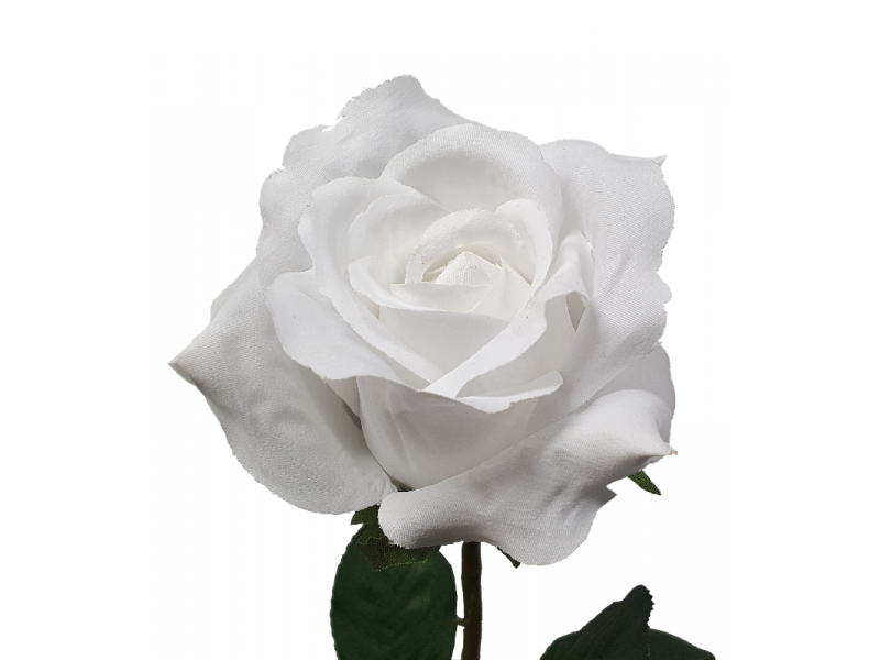 Ecuador Rose White (67cm)