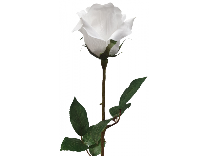 Ecuador Rose White (67cm)