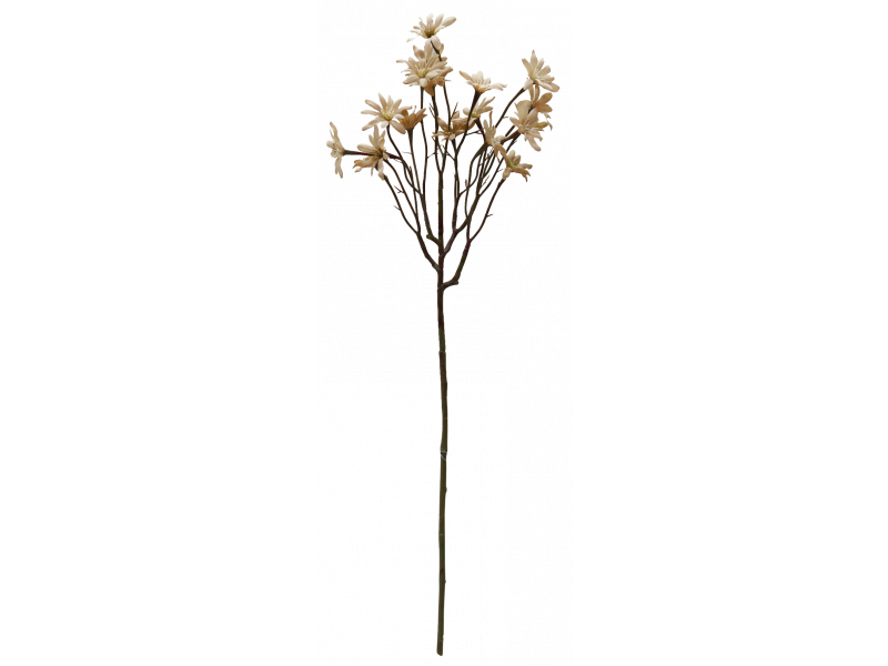 Sea Aster Beige (57cm)