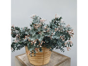 Euonymus Japonicus Brwn Green Bush 38x20cm – thumbnail