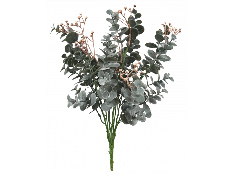 Euonymus Japonicus Brwn Green Bush 38x20cm
